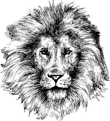 Lion head hand drawn