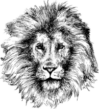 Fototapety Lion head hand drawn
