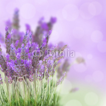 Naklejki Lavender flowers field