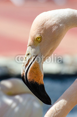 Gesicht eines Flamingos
