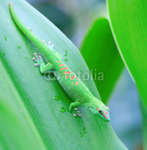 Fototapety Green gecko