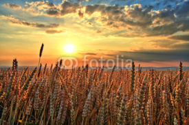 Naklejki Sunset over wheat field