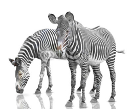 Naklejki two zebras