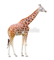 Obrazy i plakaty The giraffe (Giraffa camelopardalis)