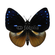 Fototapety Queen Cracker Butterfly