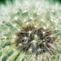 Fototapety Dreamy dandelion