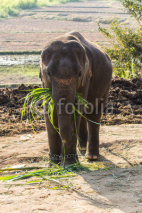 Naklejki Thai Elephant