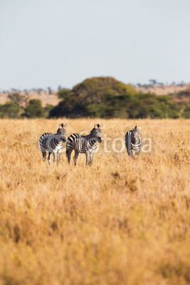 Zebras standing in the grass
