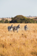 Naklejki Zebras standing in the grass