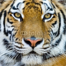 Obrazy i plakaty tiger