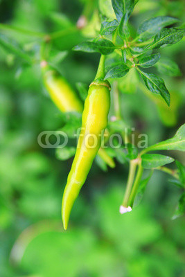 green chilli peppers