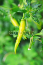 Fototapety green chilli peppers