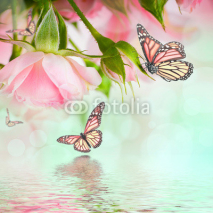 Naklejki Beautiful roses and butterfly, flower, floral background