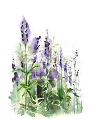 Watercolor -Lavender field-
