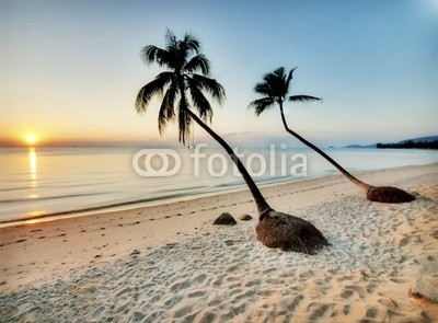 Two palms on a beach