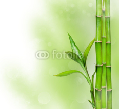 Naklejki Green background with bamboo