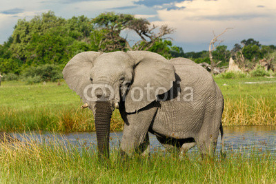 Elefantenbulle im Wasser