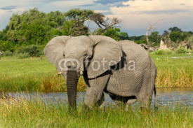 Fototapety Elefantenbulle im Wasser