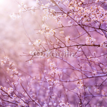 Naklejki Cherry tree blossom
