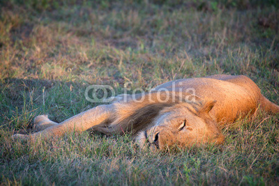 Male lion asleep, South Africa
