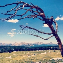 dead tree in the mountains