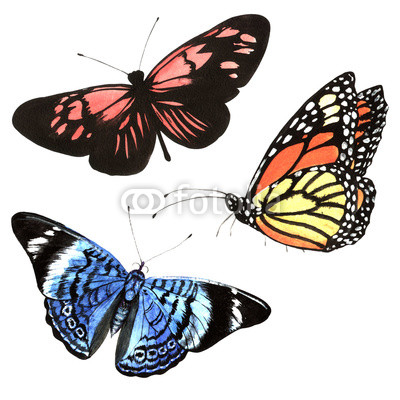 Butterflies set in a watercolor style solated.