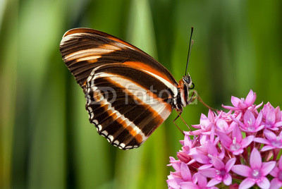 Banded Orange butterfly (Dryadula phaetusa) on pink flowers