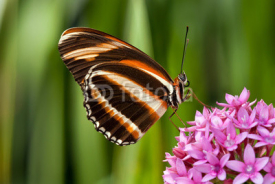 Obrazy i plakaty Banded Orange butterfly (Dryadula phaetusa) on pink flowers