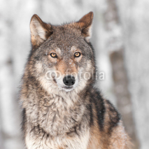 Obrazy i plakaty Grey Wolf (Canis lupus) with One Ear Back