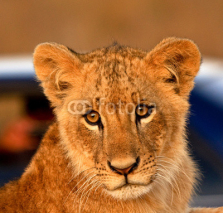 Naklejki Lion cub with blue car in background