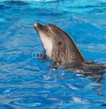 Naklejki dolphin