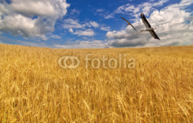 storks above golden wheat field