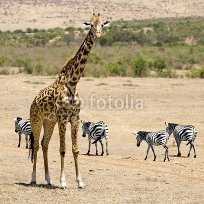 girafe masaï