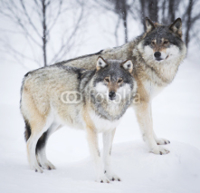 Naklejki Three Wolves in the Snow
