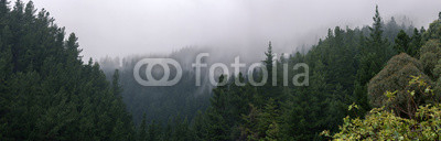 Clouds flowing through the pine trees