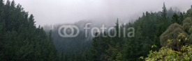 Fototapety Clouds flowing through the pine trees