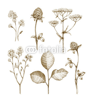 Wild flowers collection isolated on white background