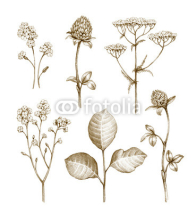 Naklejki Wild flowers collection isolated on white background