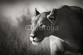 Naklejki Lioness stalking