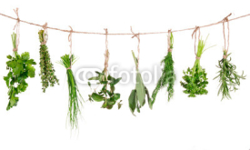Naklejki Fresh herbs hanging isolated on white background