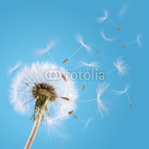 Naklejki Dandelion seeds blown in the sky