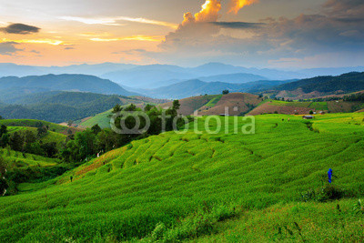 steps rice field