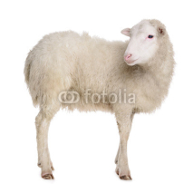 Fototapety sheep isolated on white
