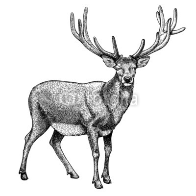 engraving of reindeer on white background