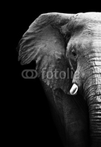 Naklejki Elephant Close Up