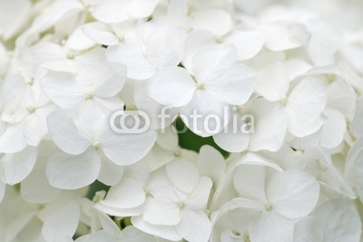 White hydrangea blossoms as background