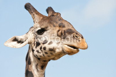 giraffe portrait - national park masai mara in kenya