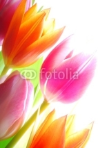 Naklejki Spring tulips
