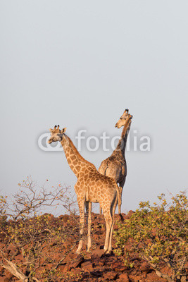 Giraffe in Namib