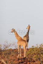 Naklejki Giraffe in Namib